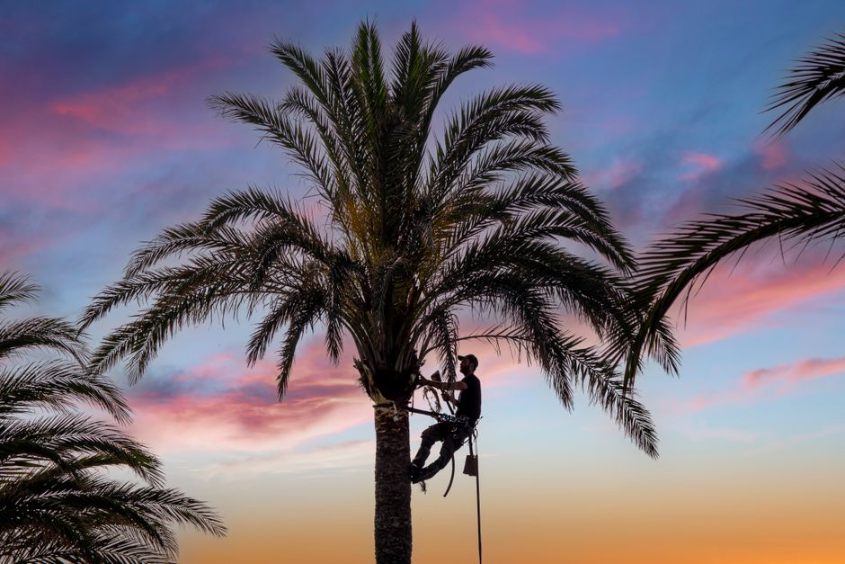 Palm and storm care